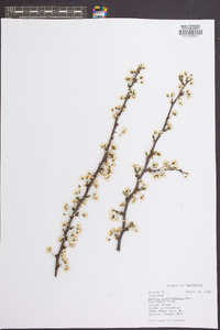 Prunus angustifolia image