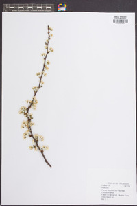 Prunus angustifolia image