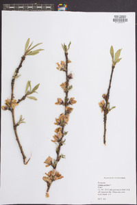 Prunus persica image