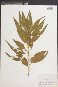 Prunus persica image