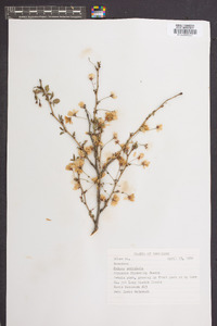 Prunus serrulata image