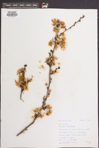 Prunus serrulata image