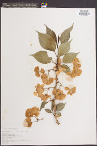 Prunus serrulata image