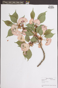 Prunus serrulata image