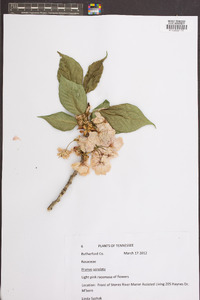 Prunus serrulata image