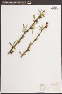 Prunus triloba image