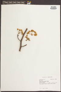 Pyrus calleryana image