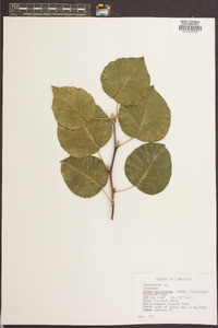 Pyrus calleryana image