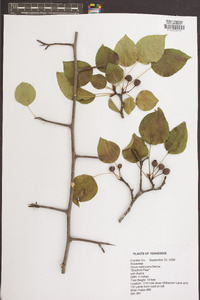 Pyrus calleryana image