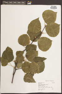 Pyrus calleryana image