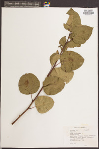 Pyrus calleryana image