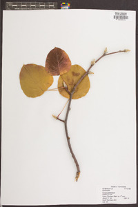 Pyrus calleryana image