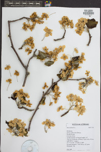 Pyrus calleryana image