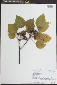 Pyrus calleryana image