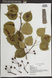 Pyrus calleryana image