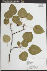 Pyrus calleryana image