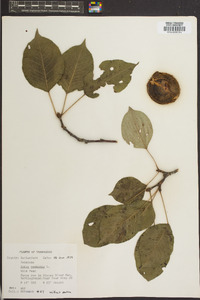 Pyrus communis image