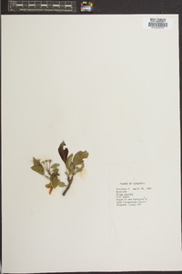 Pyrus ioensis image