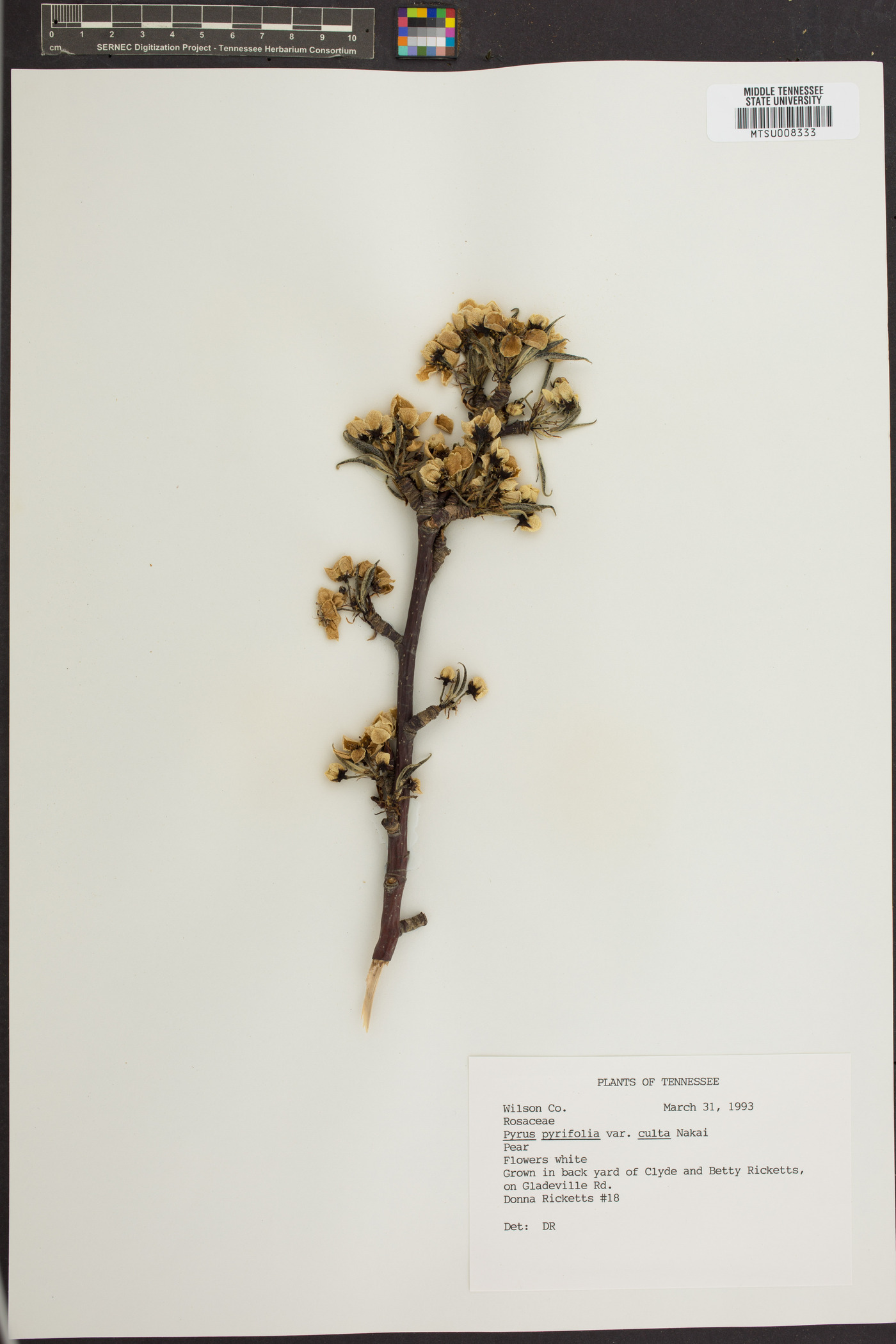 Pyrus pyrifolia var. culta image