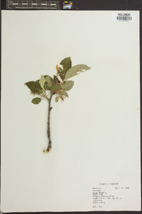 Malus sylvestris image