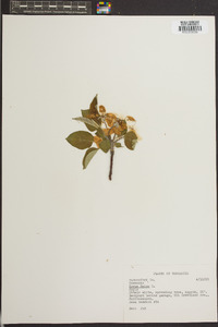 Malus sylvestris image