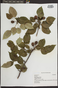 Pyrus pyrifolia image