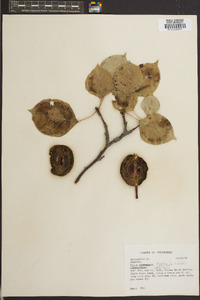 Pyrus pyrifolia image