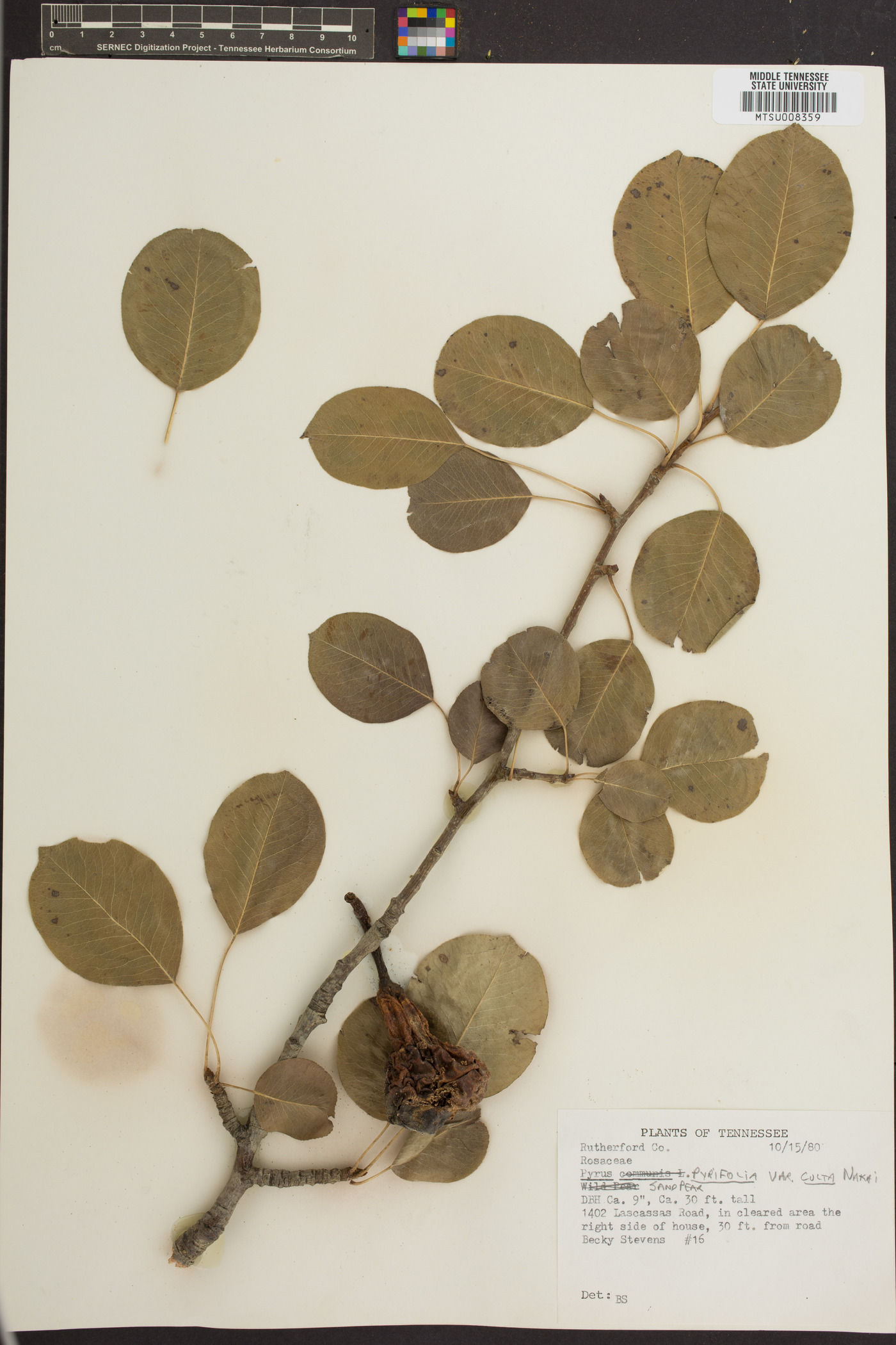 Pyrus pyrifolia image