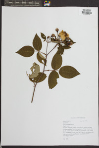 Rosa setigera image