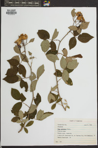 Rosa setigera image