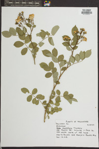 Rosa multiflora image