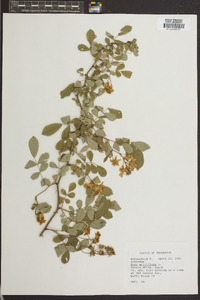 Rosa multiflora image