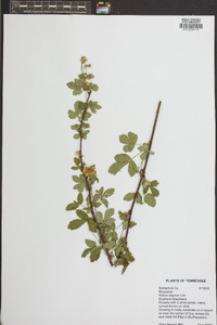 Rubus argutus image