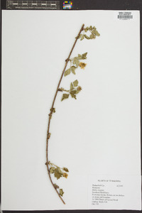 Rubus argutus image