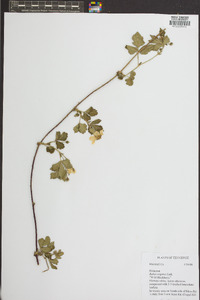 Rubus argutus image