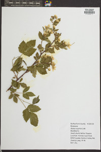 Rubus argutus image