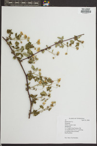 Rubus argutus image