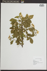 Rubus cuneifolius image