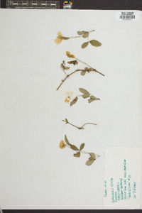 Rubus caesius image