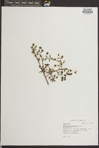 Rubus cuneifolius image