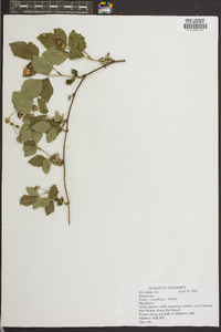 Rubus cuneifolius image