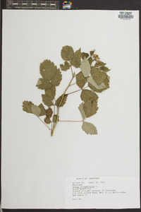 Rubus occidentalis image