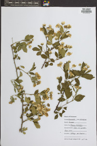 Rubus trivialis image