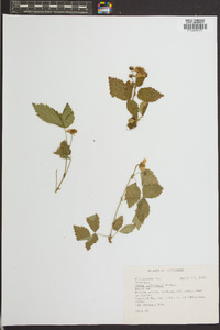 Rubus trivialis image