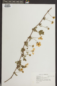 Rubus trivialis image