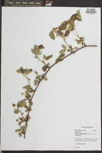 Rubus flagellaris image