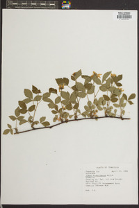 Rubus flagellaris image