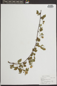 Rubus flagellaris image