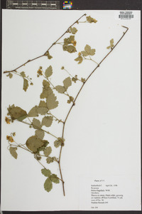 Rubus flagellaris image