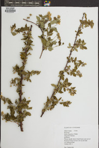 Rubus flagellaris image